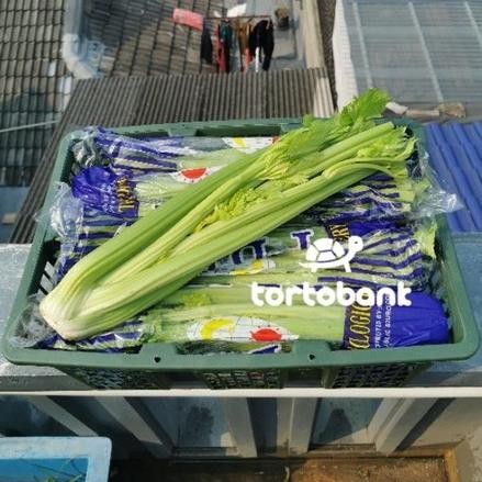 

Trending 1 Kg Premium Celery Import Organic / Seledri Import / Celery Stick / Seledri Fresh / Batang Seledri Import / Sayur Seledri Premium Import China