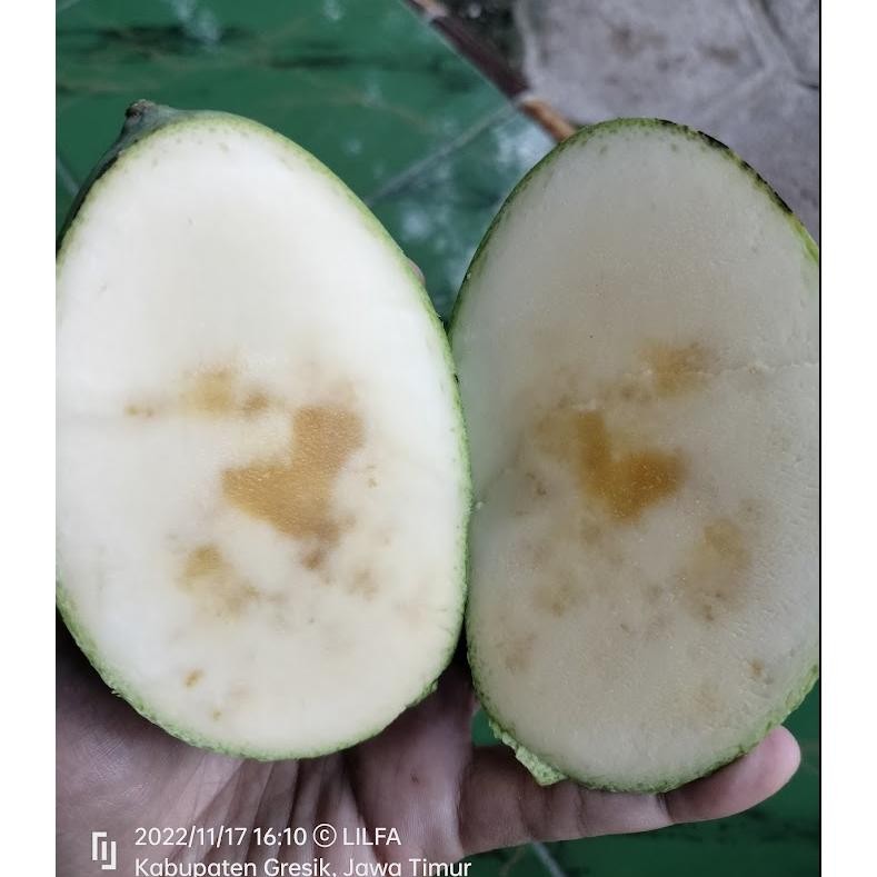 

Free Ongkir Mangga Madu Manalagi 1Kg Bisa Request 1Kg Isi 4-5