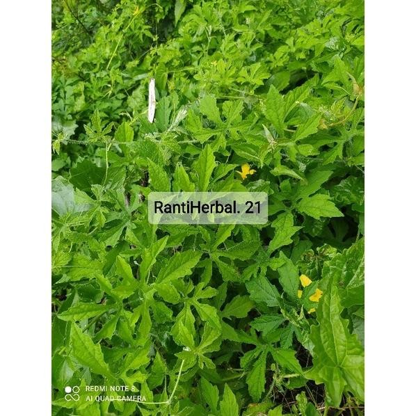 

Paling Laris Daun Pare Paria Gengge Segar 100 Gram