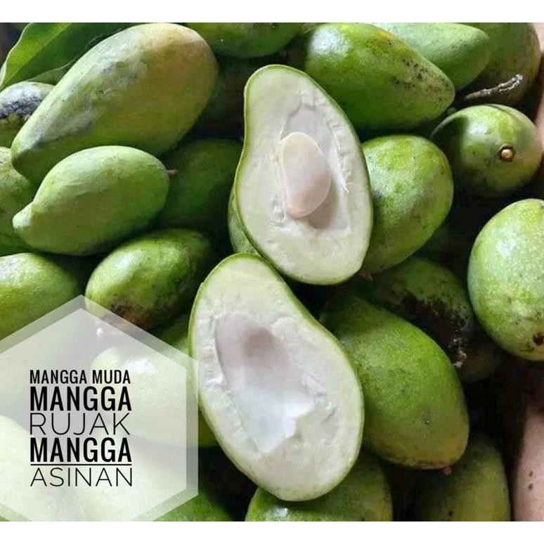 

Terpopuler Buah Mangga Muda Mangga Rujak Mangga Asinan Garing 1Kg