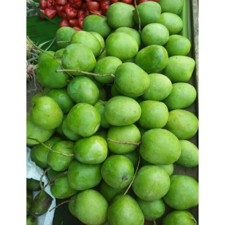 

Paling Laris Mangga Muda Untuk Rujakan 1Kg