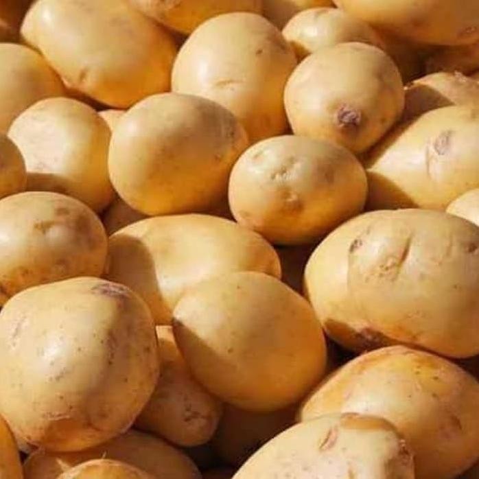 

Special Price Kentang Kuning 500 - 1000Gram