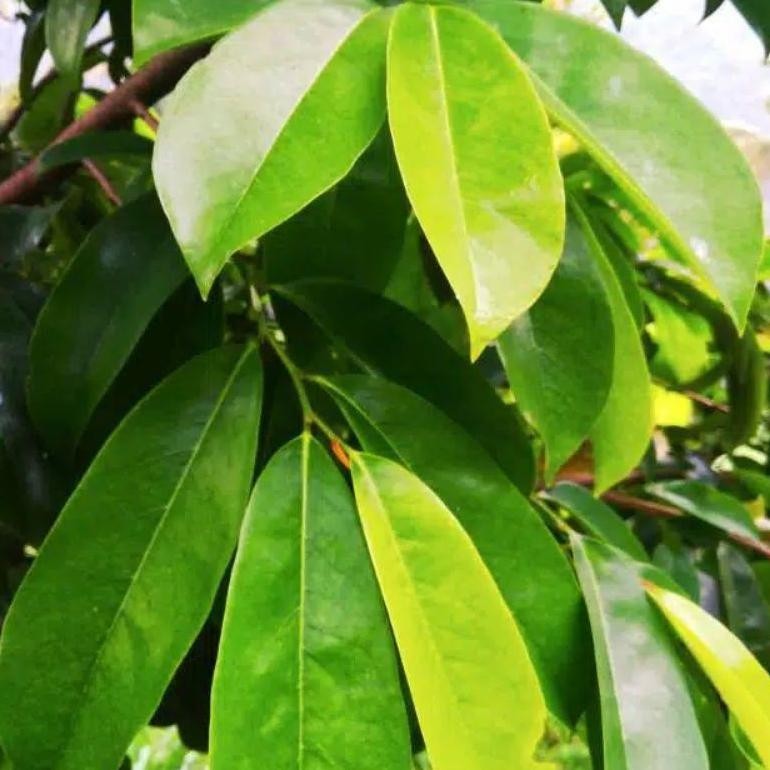 

Terbaru Belanja Disini Daun Sirsak Segar 100 Lembar /Daun Nangka Belanda Obat Herbal