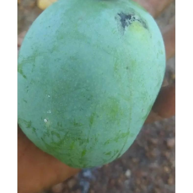 

Solusi Termurah Mangga Mentah Muda 1Kg