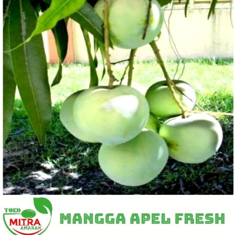 

Aman Mangga Muda Apel Fresh 600 Gr