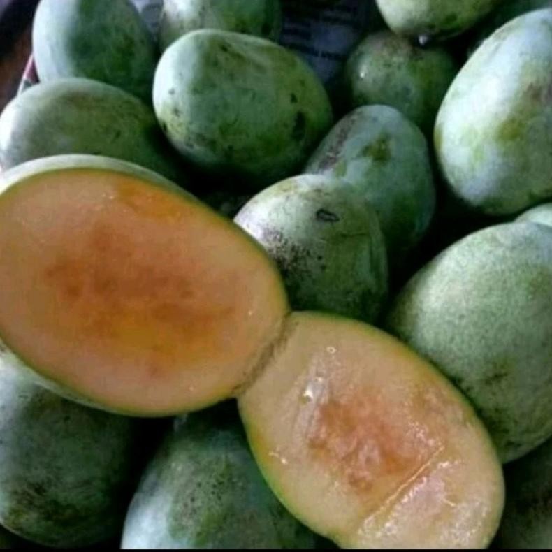 

Mudah Perawatan Mangga Manalagi Madu