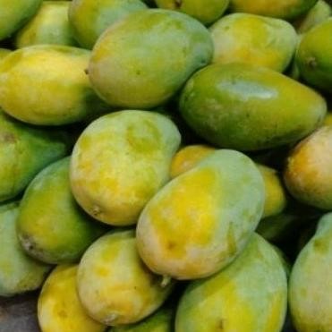 

Terbatas Mangga Harum Manis