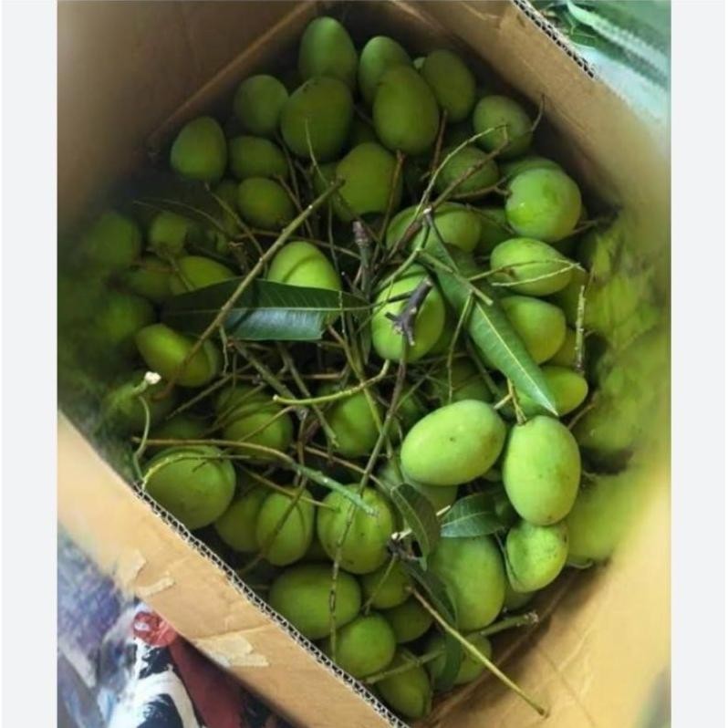 

Praktis Mangga Muda Rujak Segar 1Kg Renyah Asam