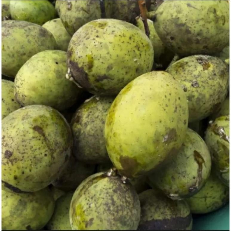 

Terbaru Buah Pakel Muda 1 Kg/Buah Limus /Buah Mangga/Buah Bacang Segar/Muda