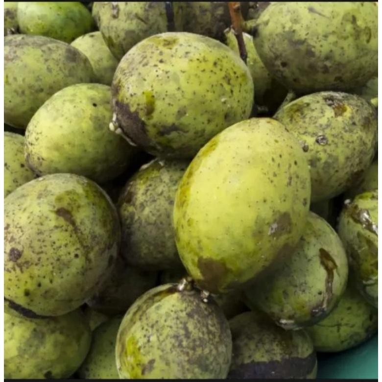 

Kenyamanan Buah Pakel Muda 1 Kg/Buah Limus /Buah Mangga/Buah Bacang Segar/Muda