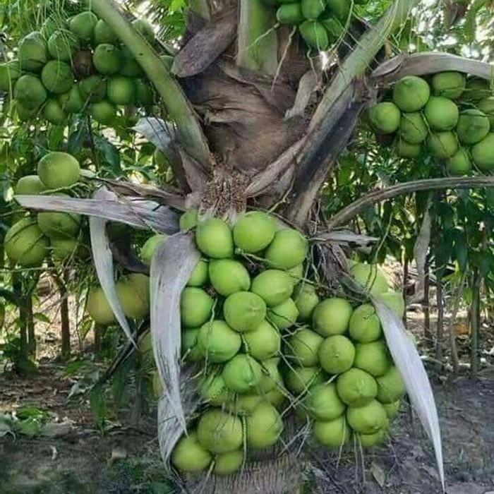 kelapa hibrida,gading dan kelapa wulung hijau siap tanam Diskon