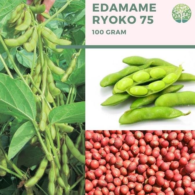 

Benih Biji - Kacang Edamame Kedelai Jepang 100gr, sekitar 250 biji murah
