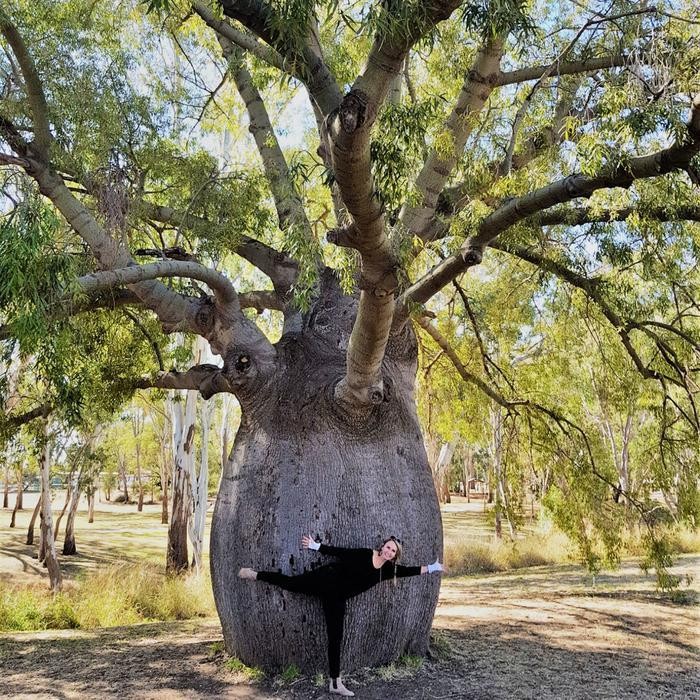 Brachychiton Rupestris/ Queensland Bottle Tree/ Pohon Kurrajong Promo