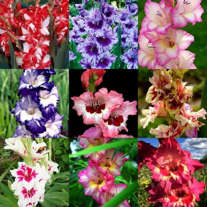 umbi bunga gladiol batik Murah