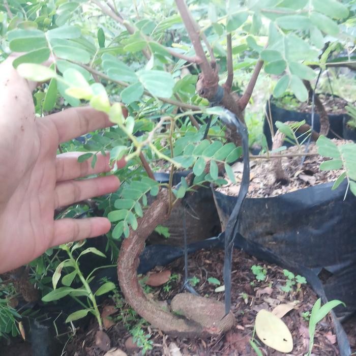 bahan bonsai asem berkarakter jawa dari biji Diskon