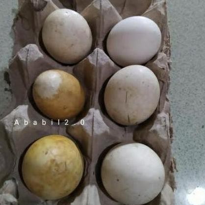 

TELUR TETAS BELIBIS VERTIL