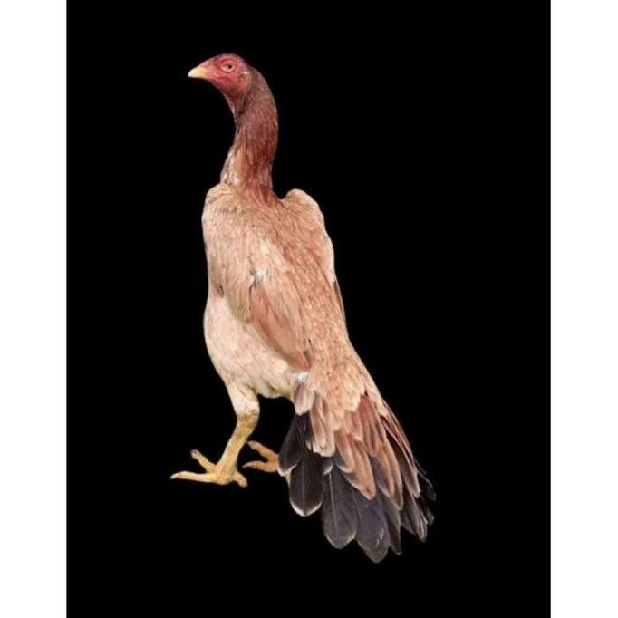 

TELUR VERTIL AYAM EKOR LIDI