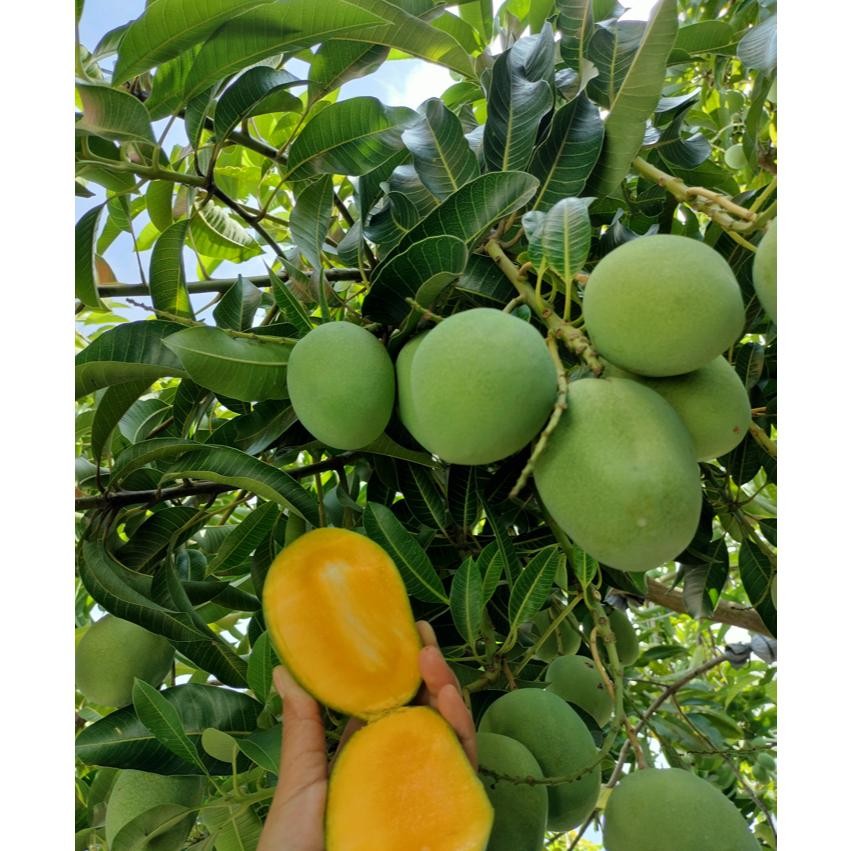 

Simplicity Mangga Madu Klanceng/ Madu Krompol 1G Isi 4-5-6