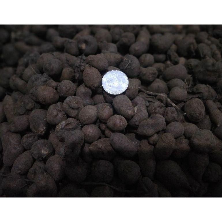 

Efisien Kentang Hitam Kemasan 1Kg