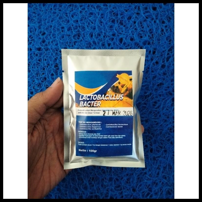 LACTOBACILLUS PROBIOTIK KOI BIOFLOK NILA LELE BAWAL