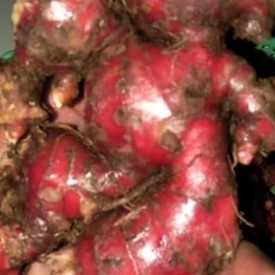 

Promo / Terlaris JAHE MERAH SEGAR / FRESH BERSIH TANPA TANAH 1KG Terbaik
