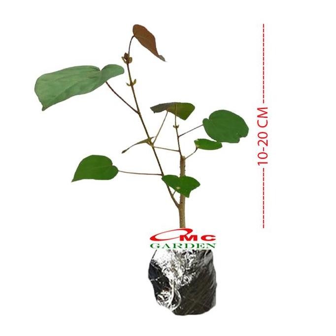 Tanaman Hias Bibit Bahan Bonsai Waru Merah Pohon Waru Merah Super Red 1020 Produk Lengkap