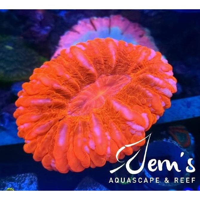 

Coral Sinarina Merah (Red Cynarina) Kualitas Original