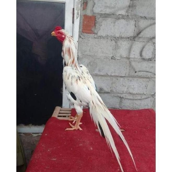

TELUR VERTIL AYAM BANGKOK EKOR LIDI WB BULU KAKU