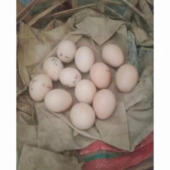 

TELUR AYAM HUTAN HIJAU ORI ASLI MURAH VERTIL