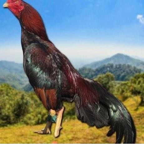 

TELUR TETAS AYAM SHAMO VERTIL VALID