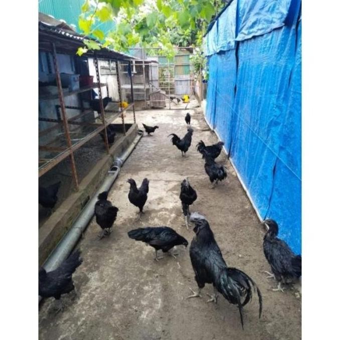 

3 TELUR VERTIL AYAM CEMANI SORTIRAN