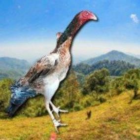 

TELUR AYAM SHAMO EROPA ORI BISA UNTUK DI TETASKAN VERTIL SUPER GARANSI
