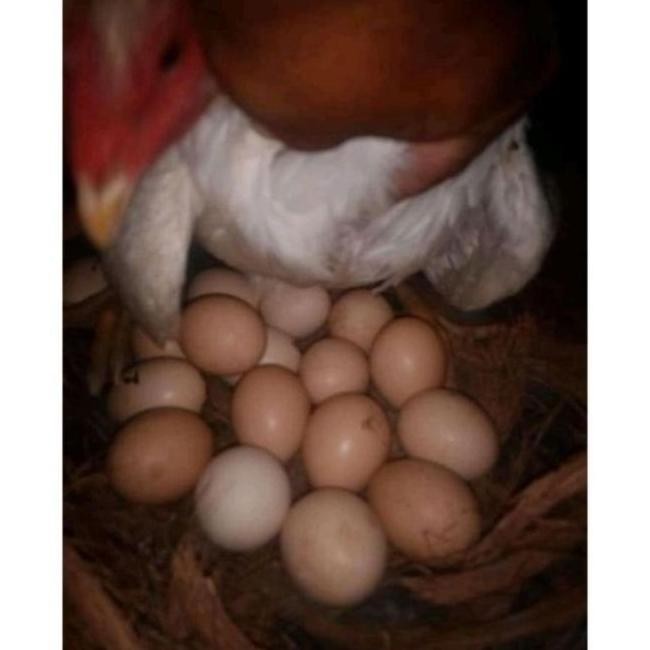 

TELUR AYAM PAKHOY BRAKOT VERTIL SIAP DI TETASKAN JAMINAN SUPER OIGINAL BERGARANSI