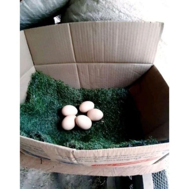 

TELUR AYAM PAKHOY VERTIL SIAP DI TETASKAN JAMINAN SUPER OIGINAL BERGARANSI