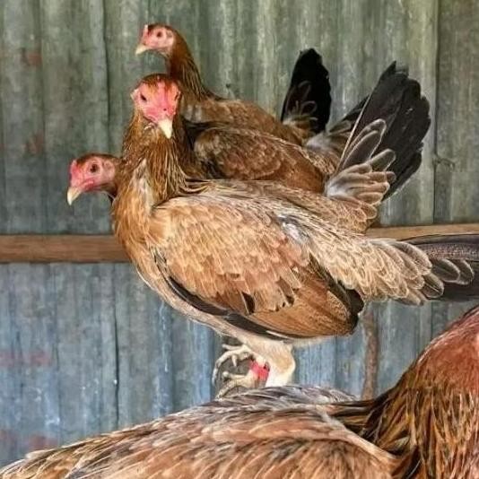 

TELUR AYAM PHILIPIN ASLI AK47 BISA UNTUK DI TETASKAN VERTIL