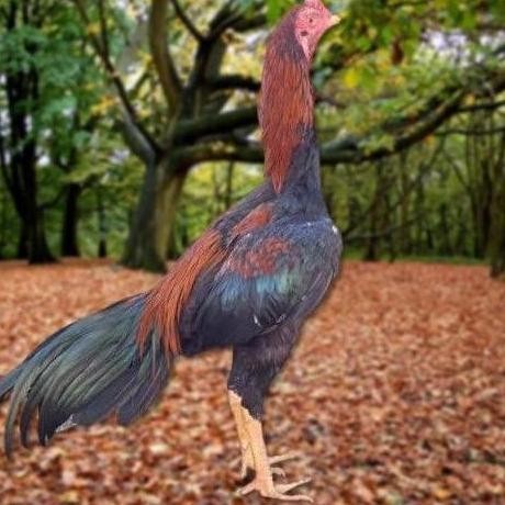 

TELUR AYAM PAKHOY TRAH MANEEDAENG X BLACKBULL X BLACK ROSE X DURIAN X PAYABOD X JIMMYWHITE X 17YOK / KHOYNGON VERTIL SIAP DI TETASKAN JAMINAN SUPER OIGINAL BERGARANSI