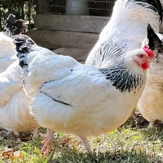 

TELUR AYAM BRAHMA ASLI BISA UNTUK DI TETASKAN VERTIL ORIGINAL BERKUALITAS