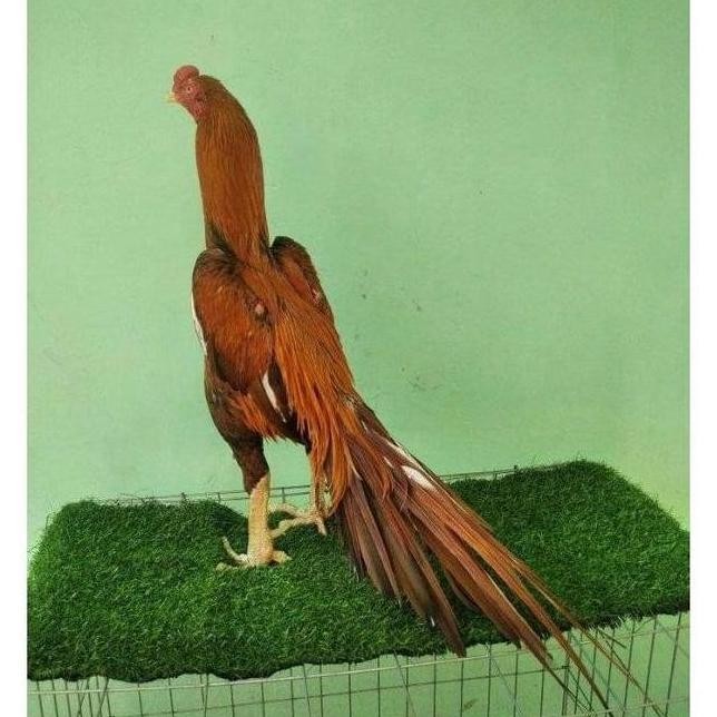 

TELUR VERTIL AYAM BANGKOK EKOR LIDI TEAIK