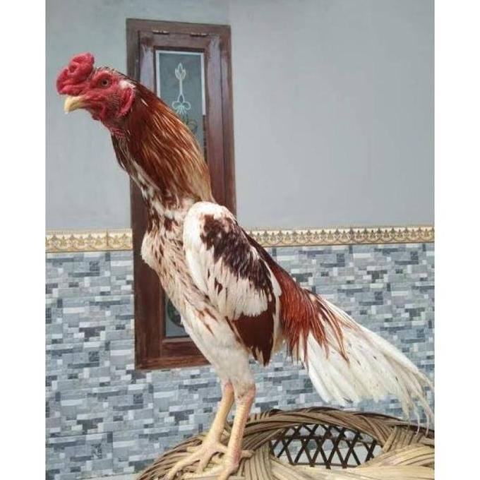 

TELUR VERTIL AYAM PLUCKER TERMURAH/TELUR AYAM PENCABUT BULU SUPER
