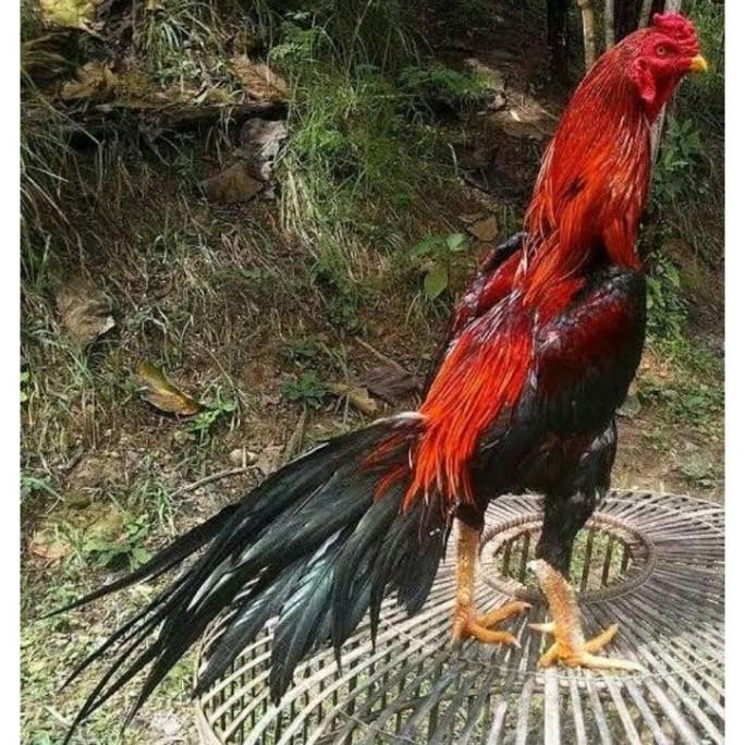 

DIJUAL TELUR VERTIL AYAM BANGKOK EKOR LIDI MURAH