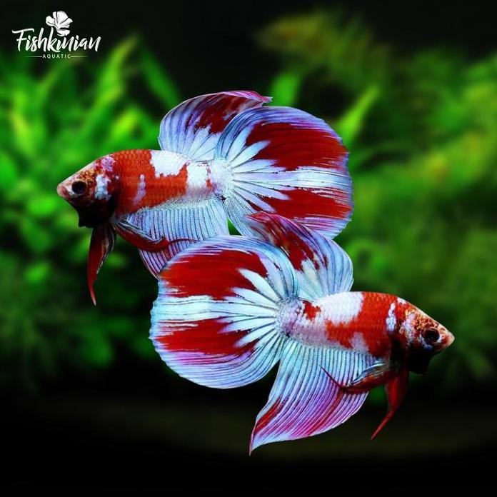 Terlaris Ikan Hias Cupang Veiltail (Vt) Inuyasya- Line Thailand