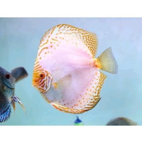 Terlaris Discus White Butterfly