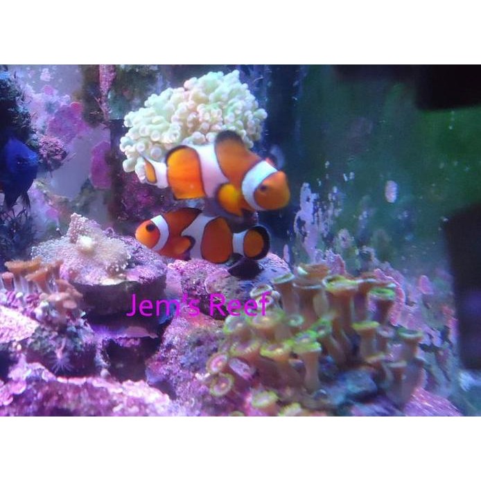 Terlaris Ikan Air Laut Nemo / Ikan Badut (Clownfish)