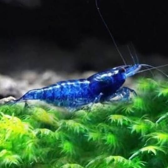 

UDANG HIAS BLUE DIAMOND