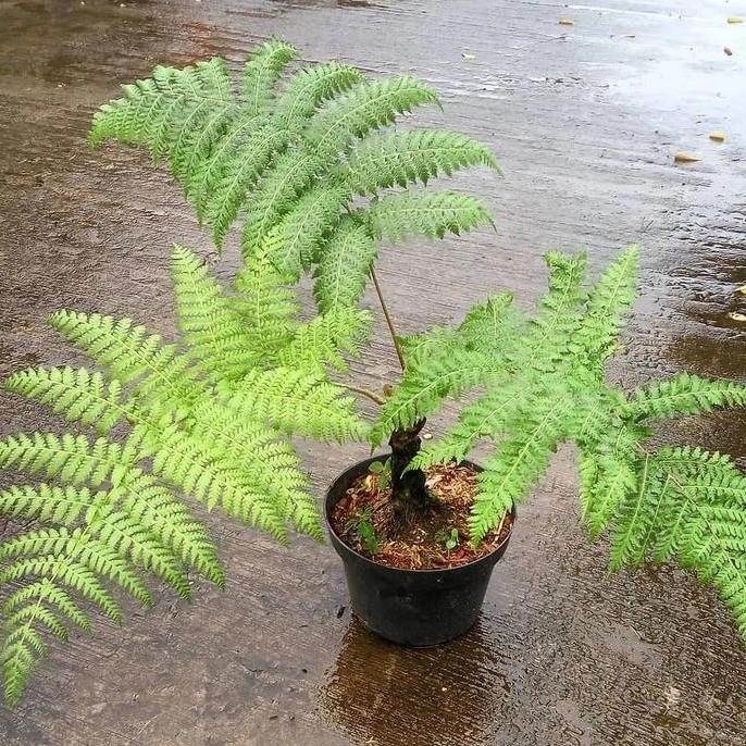 baru Pakis monyet tanaman hias/ pakis hutan