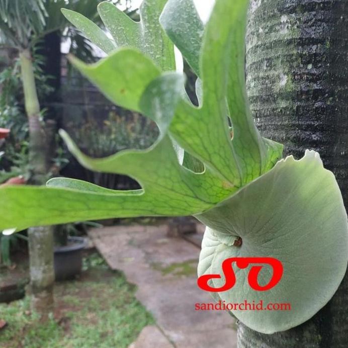 baru [ REMAJA ] Platycerium Wandae Sang Ratu Tanduk Rusa dari Papua