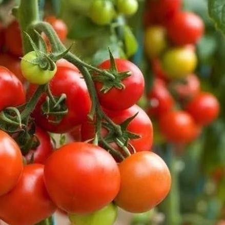 

baru tomat cerry di jamin berbuah + pot