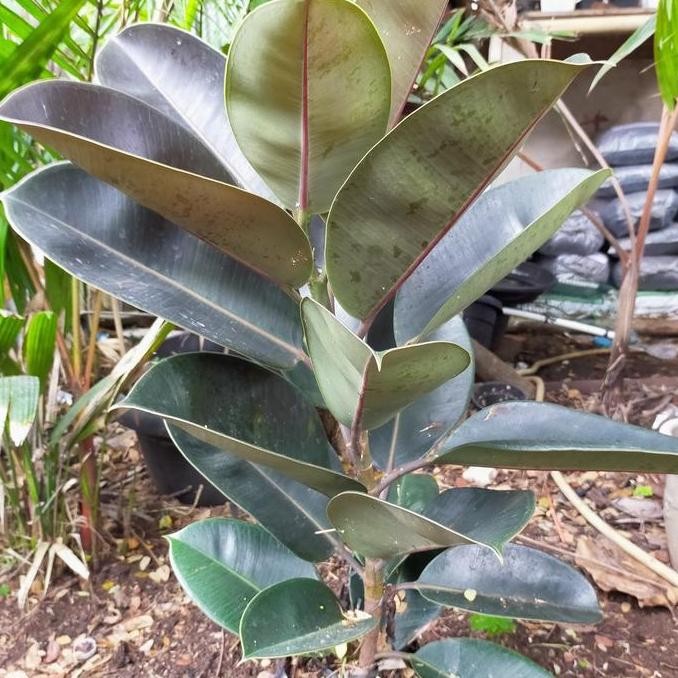 baru tanaman hias karet kebo / karet kebo ficus elastica maroon + pot tawon