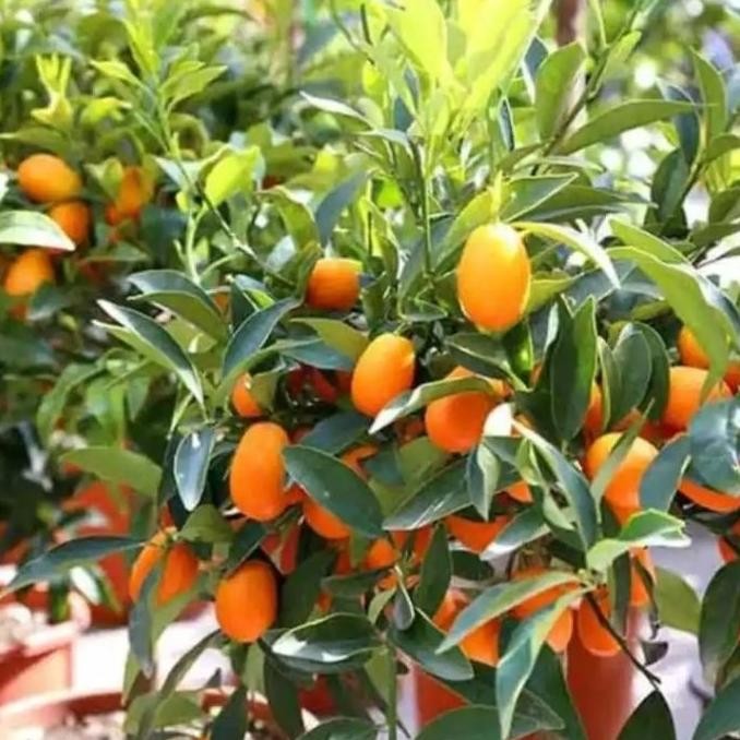 baru Bibit jeruk nagami berbuah / jeruk kimkit asli hasil okulasi