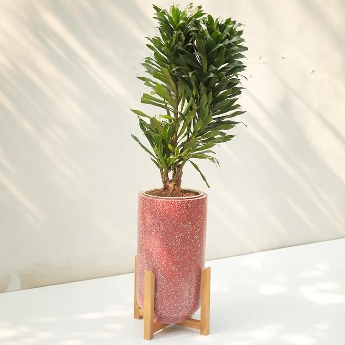 baru Tanaman Dracaena Janet Craig